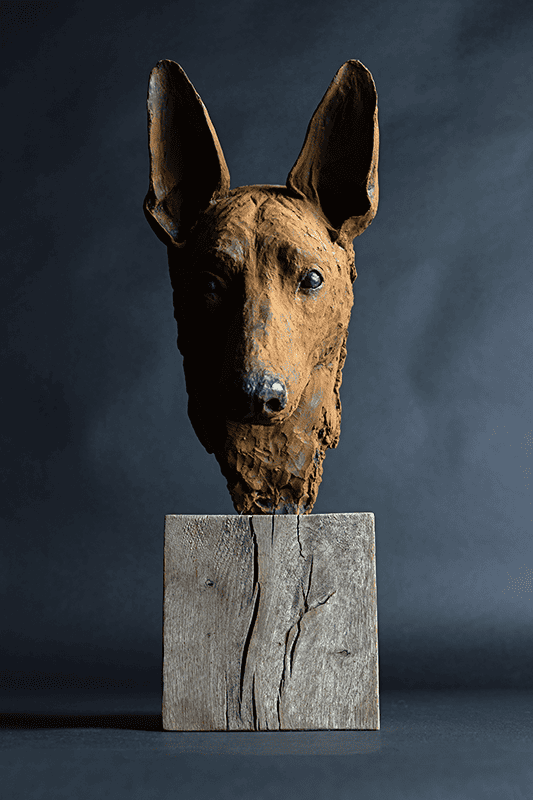 Portrait, dog, Pharoah hound